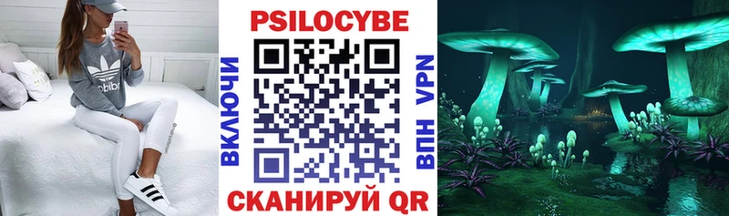 где продают   Ачхой-Мартан  Псилоцибиновые грибы Cubensis 